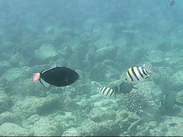 Day13 snorkeling-